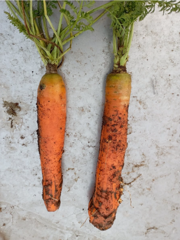 La Sauvagine Terre et Passion®