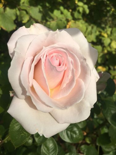 La Sauvagine Terre et Passion®