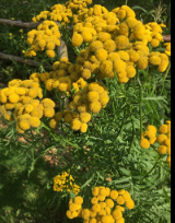 La Sauvagine Terre et Passion®