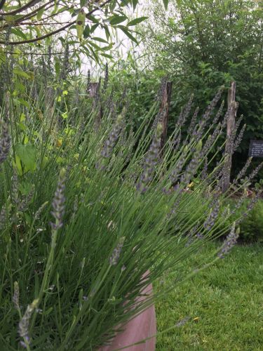 La Sauvagine Terre et Passion®