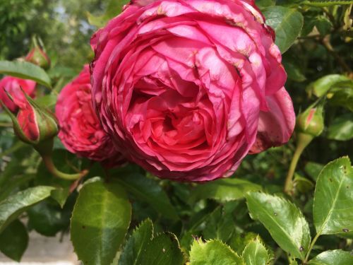 La Sauvagine Terre et Passion®