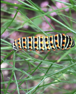 La Sauvagine Terre et Passion®