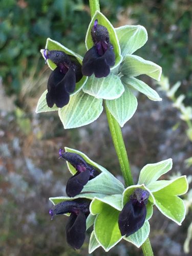 La Sauvagine Terre et Passion®