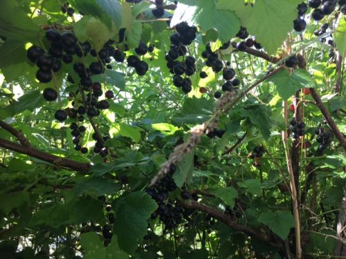 La Sauvagine Terre et Passion®