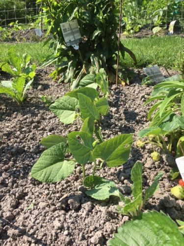 La Sauvagine Terre et Passion®