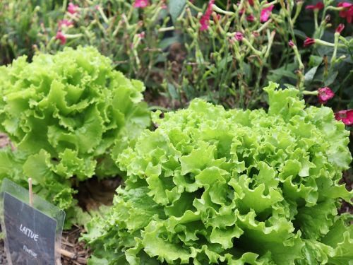 La Sauvagine Terre et Passion®