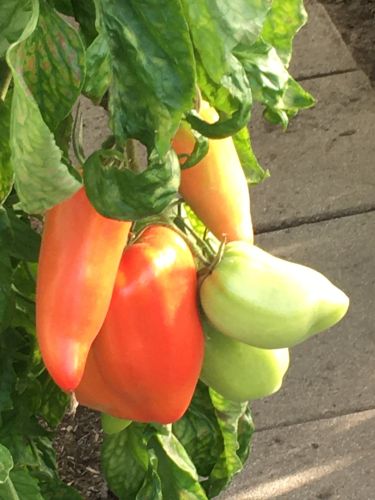 La Sauvagine Terre et Passion®