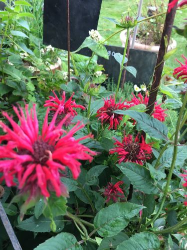 La Sauvagine Terre et Passion®