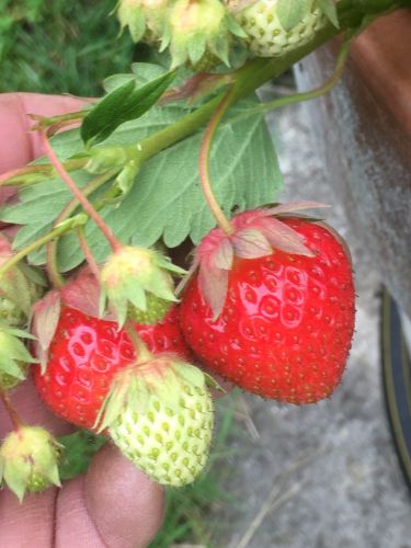 La Sauvagine Terre et Passion®