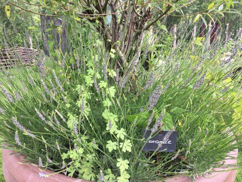 La Sauvagine Terre et Passion®