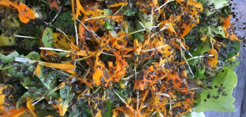 La Sauvagine Terre et Passion®