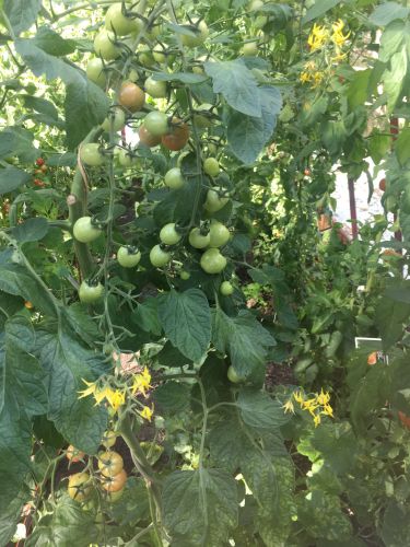 La Sauvagine Terre et Passion®