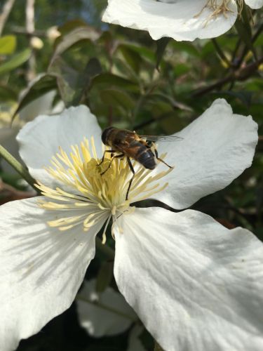 La Sauvagine Terre et Passion®