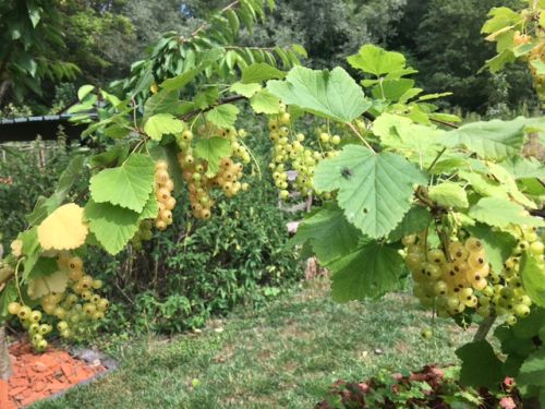 La Sauvagine Terre et Passion®