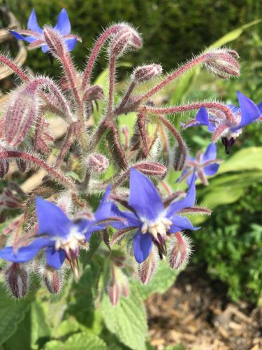 La Sauvagine Terre et Passion®