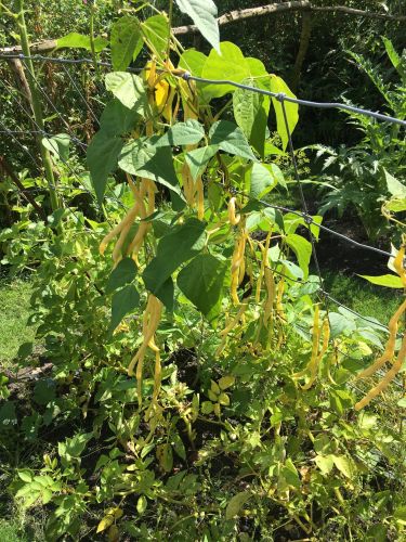 La Sauvagine Terre et Passion®