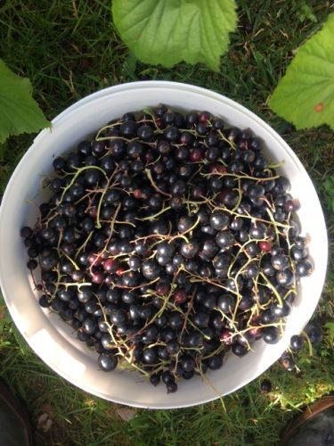 La Sauvagine Terre et Passion®