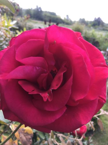 La Sauvagine Terre et Passion®