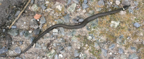 La Sauvagine Terre et Passion®