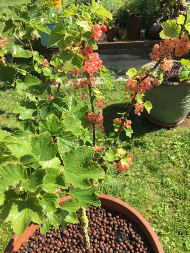 La Sauvagine Terre et Passion®