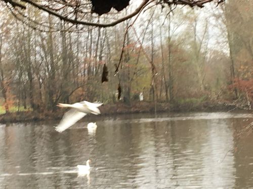 La Sauvagine Terre et Passion®