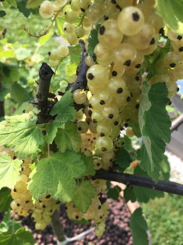 La Sauvagine Terre et Passion®