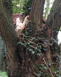 La Sauvagine Terre et Passion®