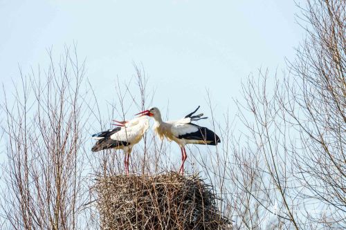 La Sauvagine Terre et Passion®