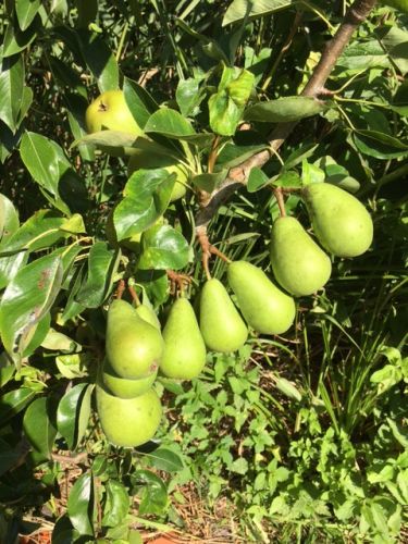 La Sauvagine Terre et Passion®