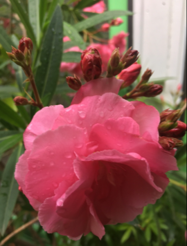 La Sauvagine Terre et Passion®