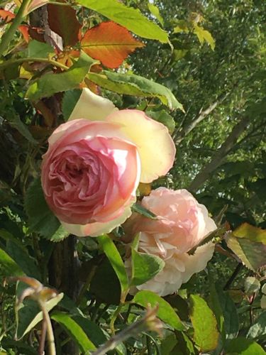 La Sauvagine Terre et Passion®