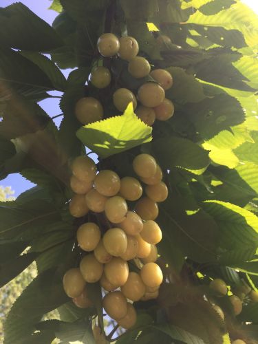 La Sauvagine Terre et Passion®