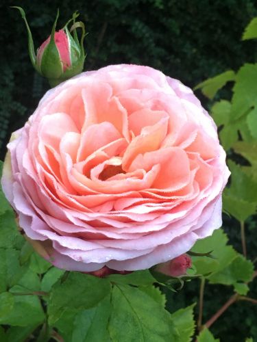 La Sauvagine Terre et Passion®