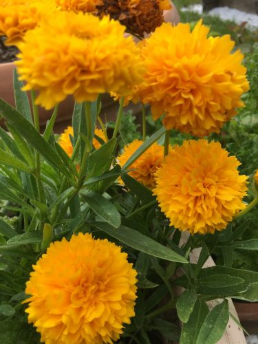 La Sauvagine Terre et Passion®