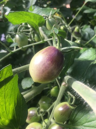 La Sauvagine Terre et Passion®