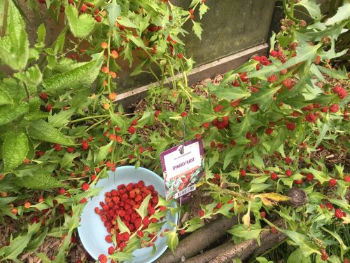 La Sauvagine Terre et Passion®