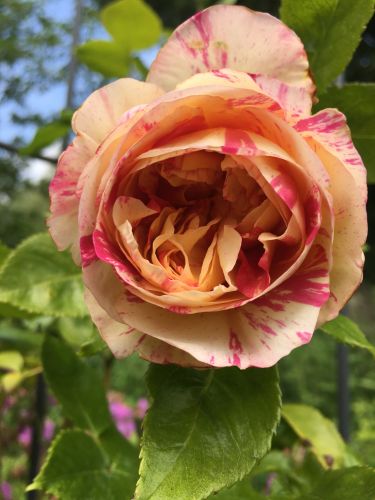 La Sauvagine Terre et Passion®