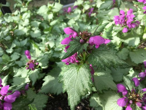 La Sauvagine Terre et Passion®