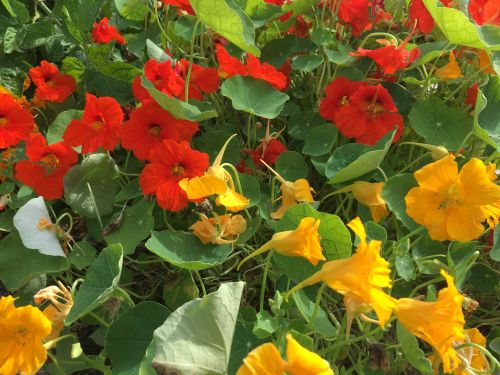 La Sauvagine Terre et Passion®