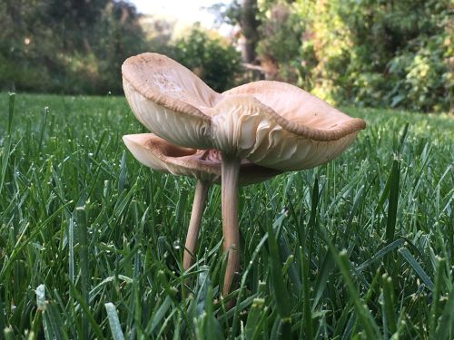 La Sauvagine Terre et Passion®