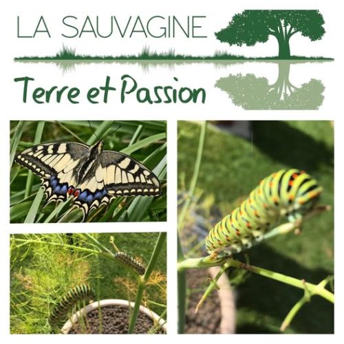 La Sauvagine Terre et Passion®