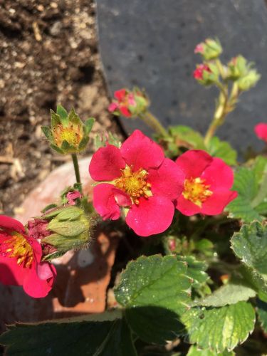 La Sauvagine Terre et Passion®